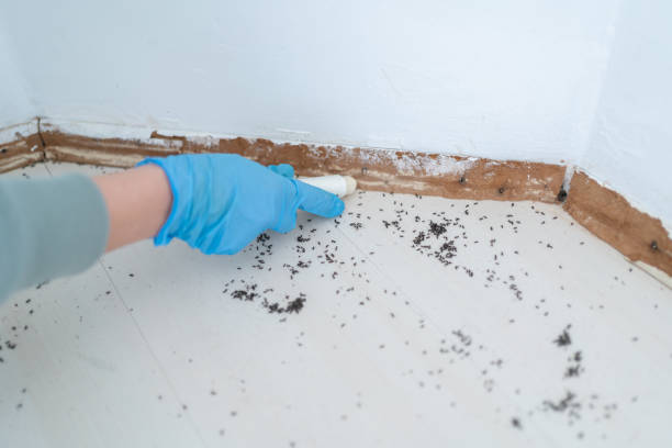 Best Wasp Removal Services  in Kirkland, WA